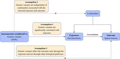 Association between gut microbiota and spinal stenosis: a two-sample mendelian randomization study